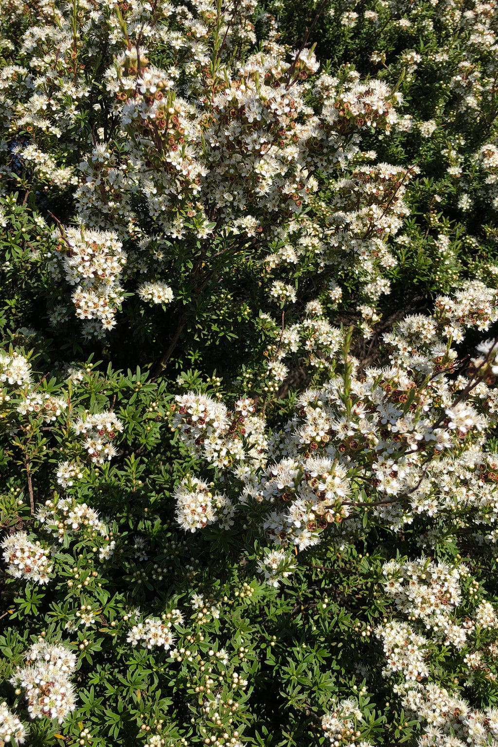 Mānuka Honey Mask