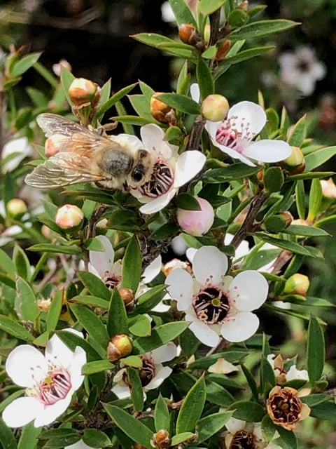 Raw Mānuka Honey 300+ mgo